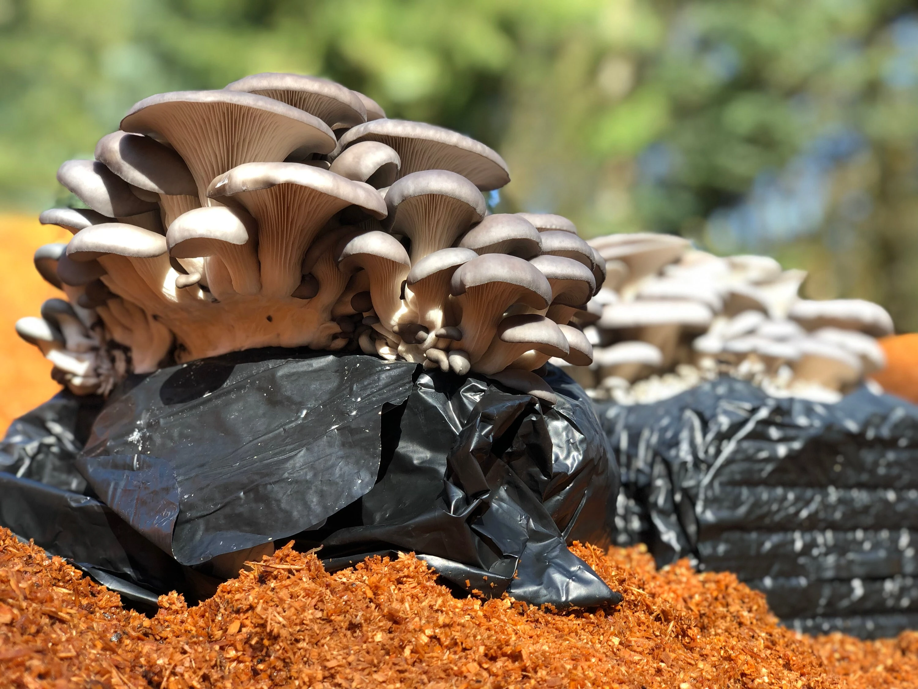 BUNDLE PRICING! Shiitake Mushroom And/Or Blue Oyster Mushroom Grow-at-Home Kit