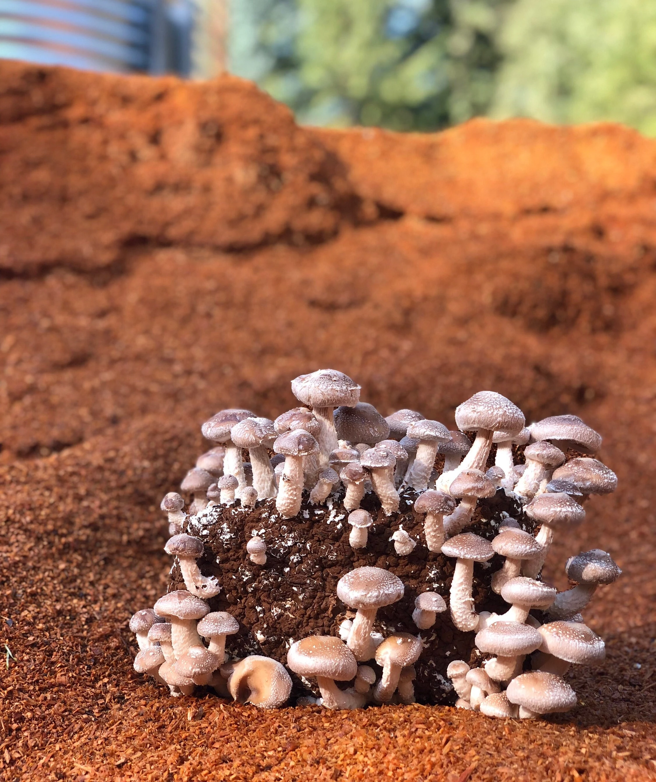 Shiitake Mushroom Growing Kit- FREE SHIPPING