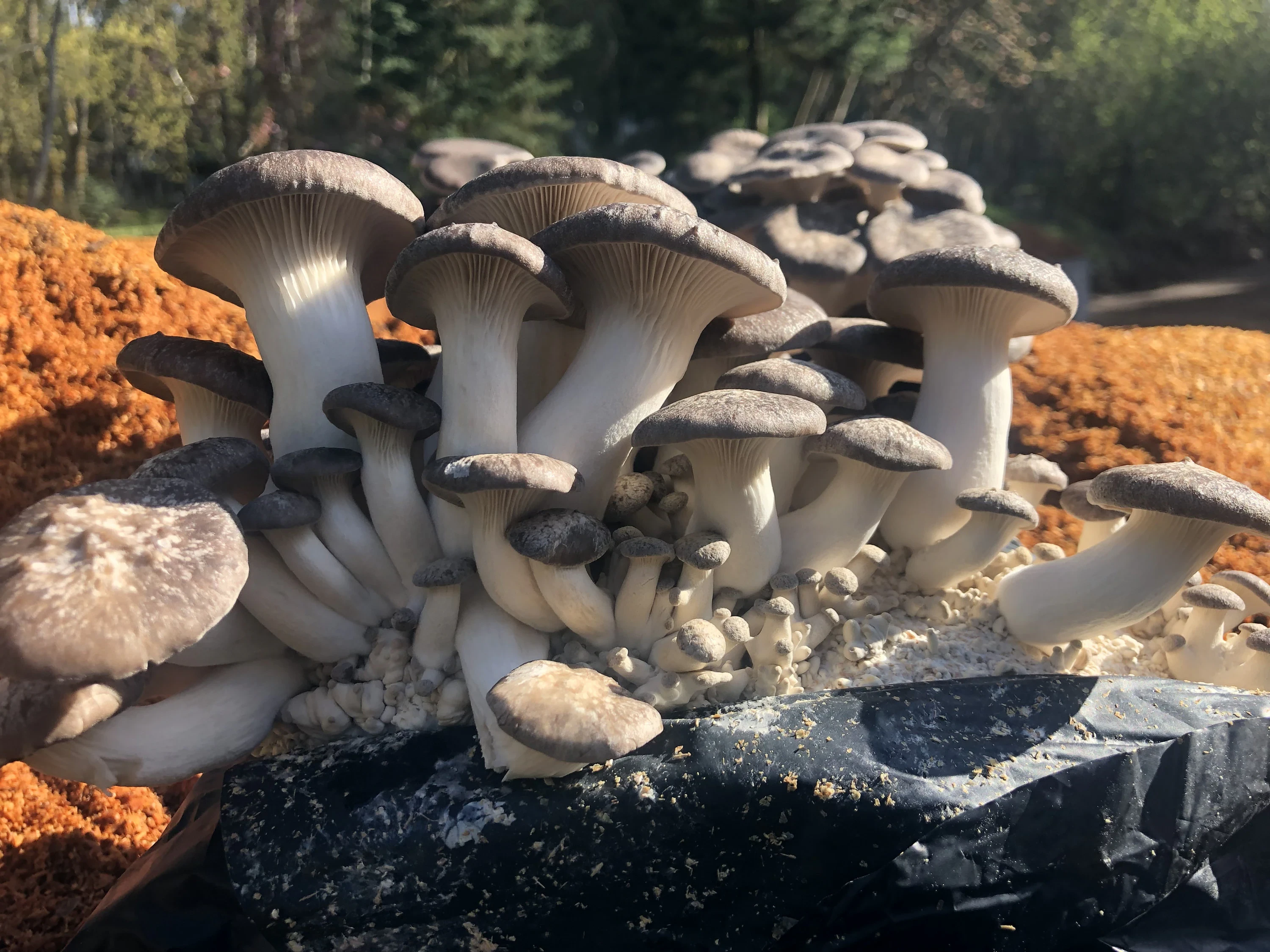 Queen Oyster Mushroom Growing Kit -- FREE SHIPPING!