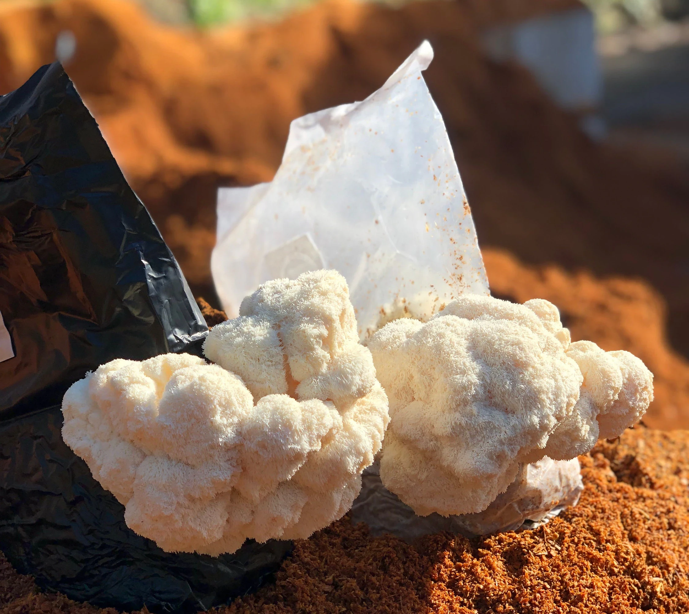 Lion's Mane Mushroom Growing Kit
