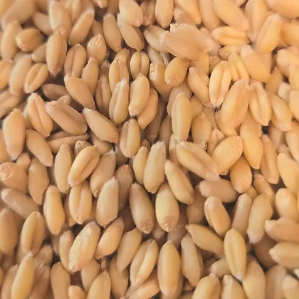 Curiosity Soft White Winter Wheat