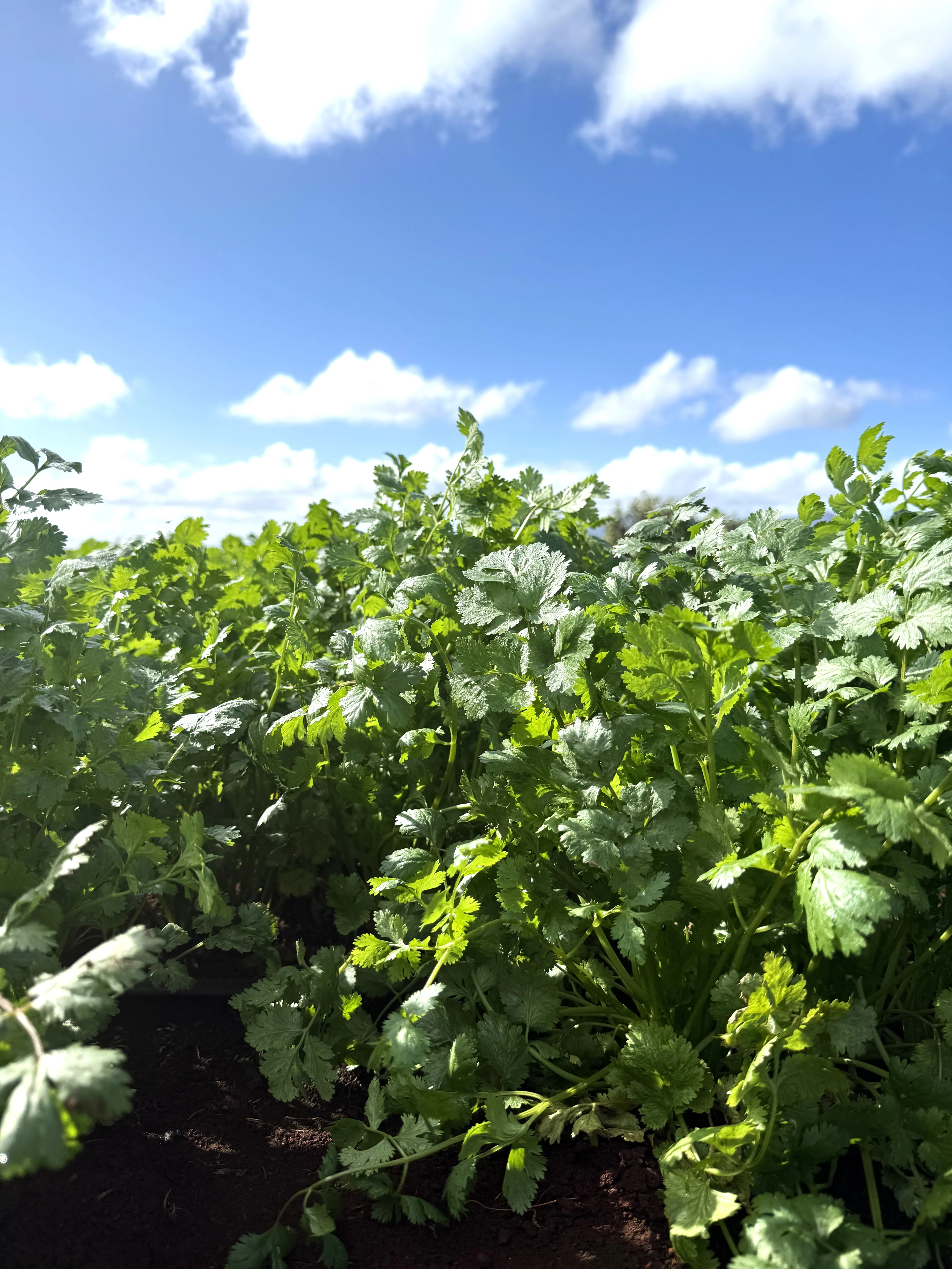 Cilantro