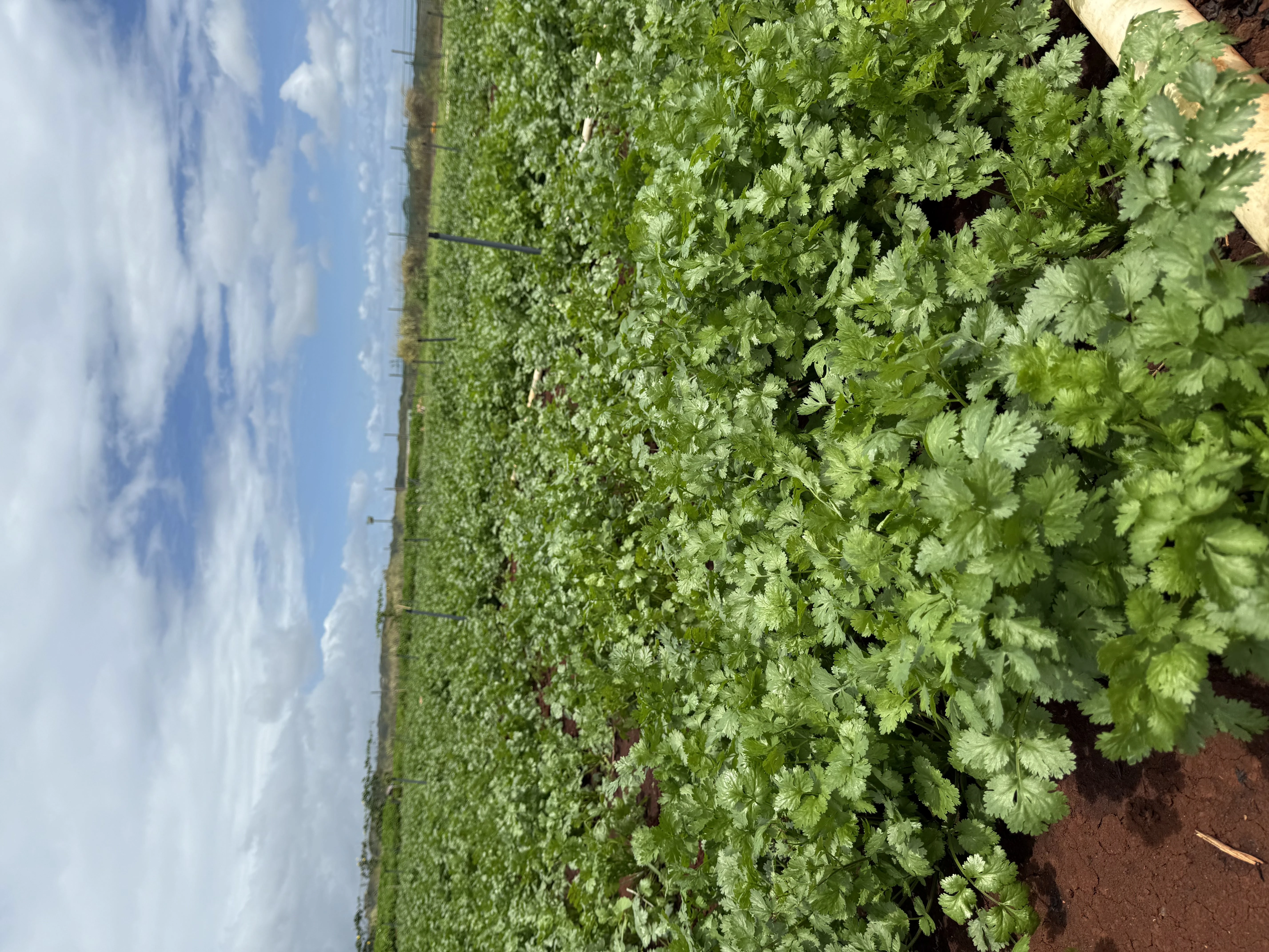 Cilantro