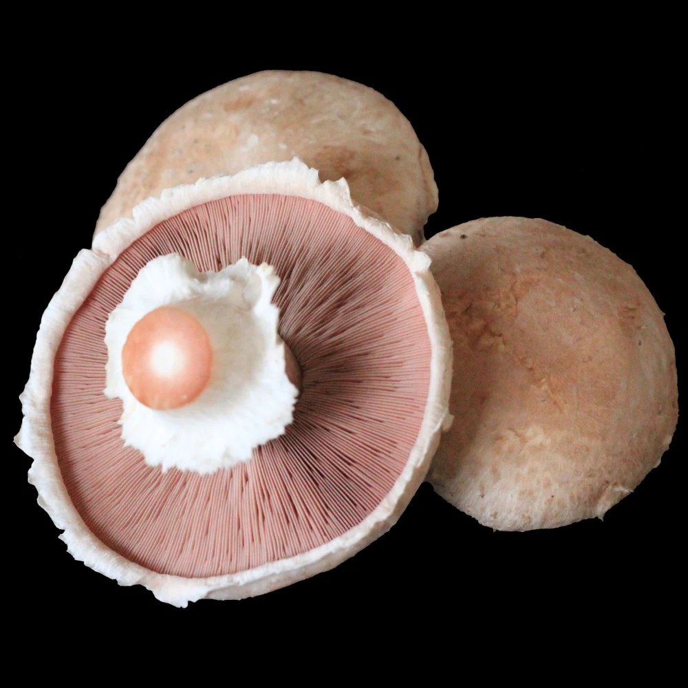 Tūtū Portabella Mushrooms, 5 lb Case