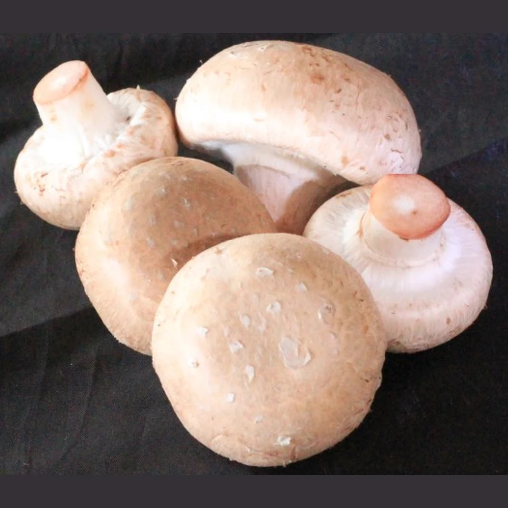 Keiki Portabella (Cremini) Mushrooms, 10 lb Case