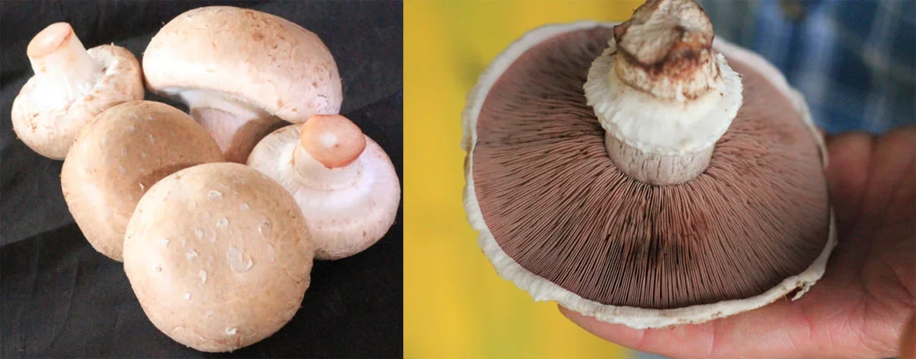 Keiki and Tutu Portabella mushrooms grown at Small Kine Farm
